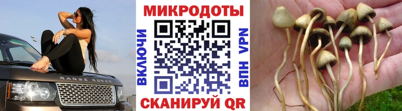 Купить где  Черкесск  Галлюциногенные грибы Psilocybe 
